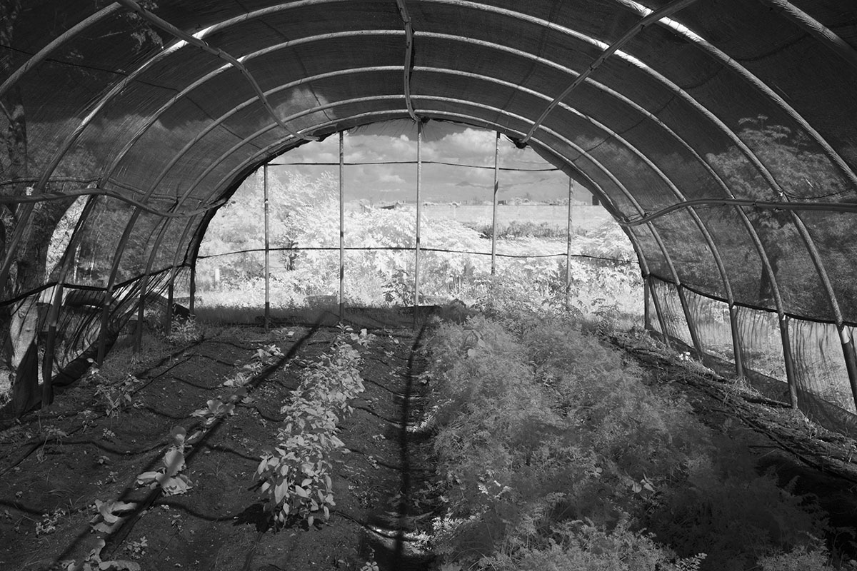 Infrared Photo of Greenhouse, Cité Soleil, Haiti.